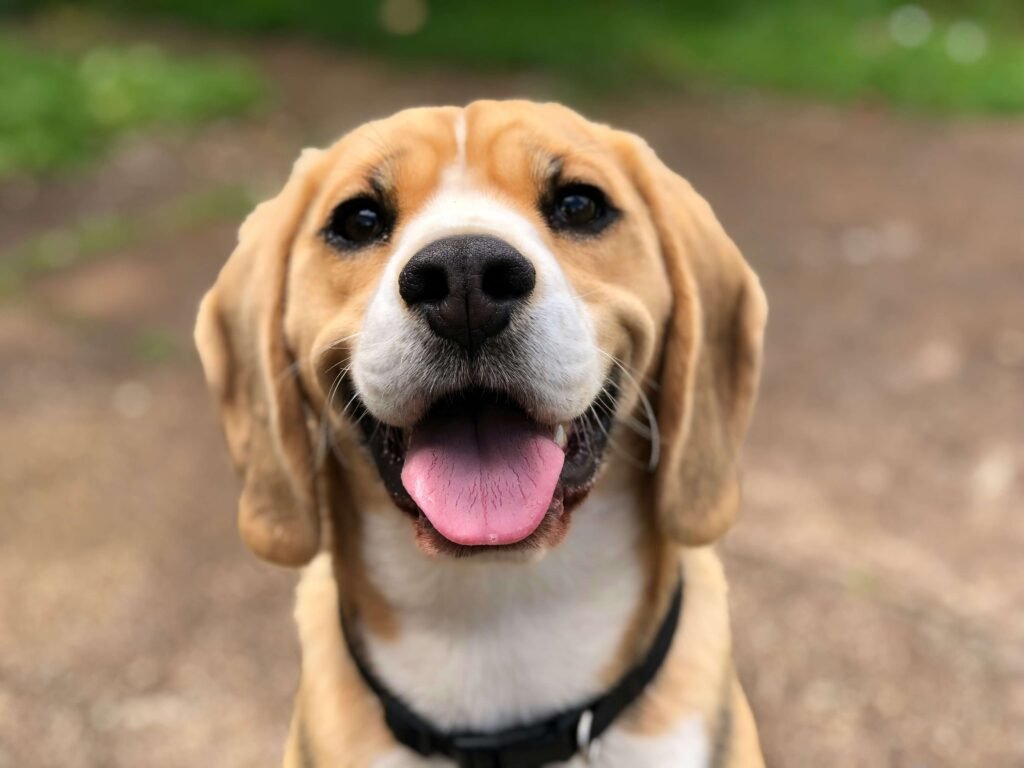 A joyful beagle wearing a collar, looking directly at the camera with a happy expression. Cherishing our dogs inspires our safety mission.