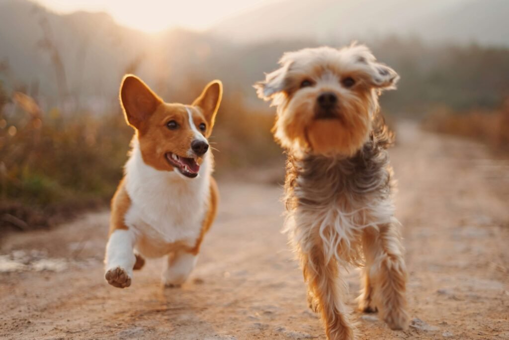 A happy Corgi and terrier running on a sunny dirt trail. Discover tips for safe outdoor adventures with your dog.